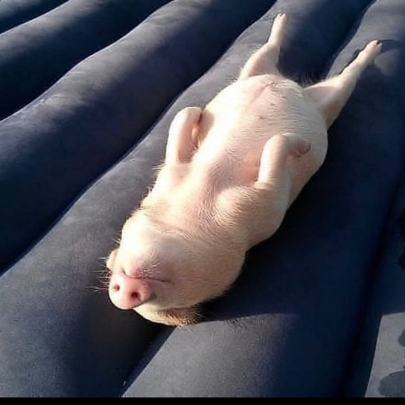 Meet your Posher, Seth - Picture 1 of 1